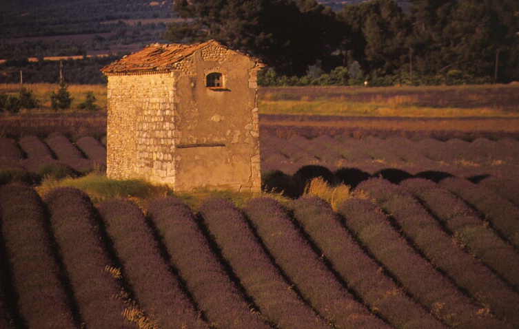 Lavender Shack