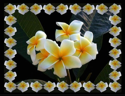 Plumeria