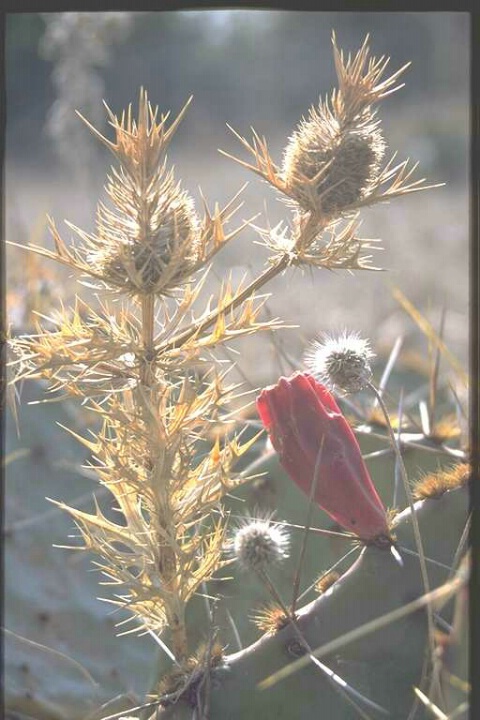 Native Texas Flora