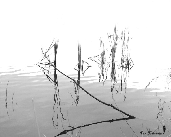 Reeds on the pond