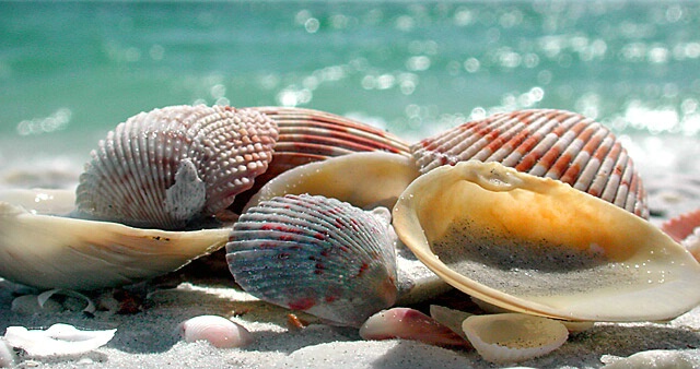 Nature's Still Life