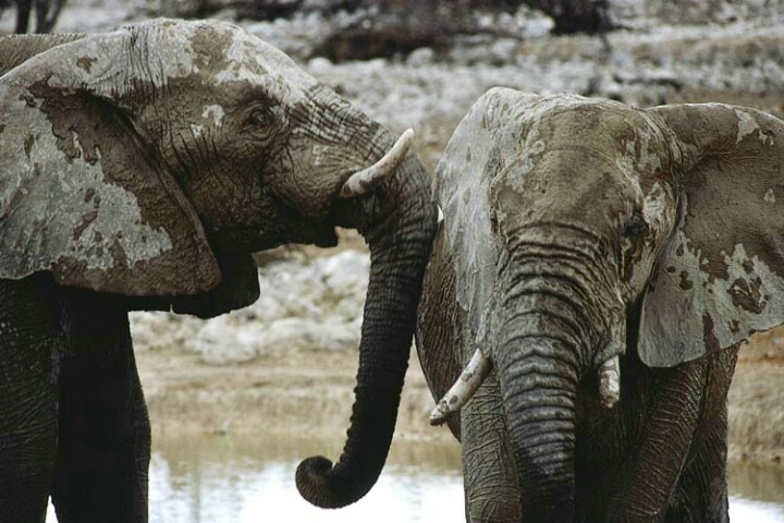 Elephants at  Waterhole