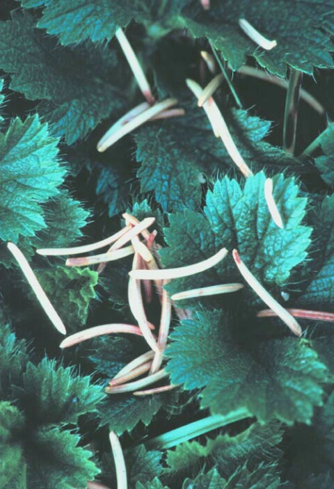 Needles and Leaves