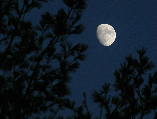 Gibbous Moon Rising