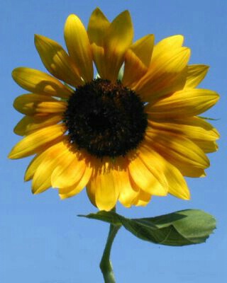 Sunflower Against Sky