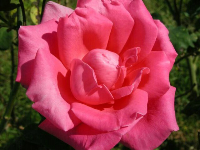 Pink Rose