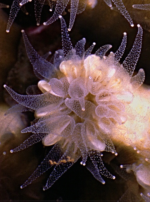Flower Coral Polyp
