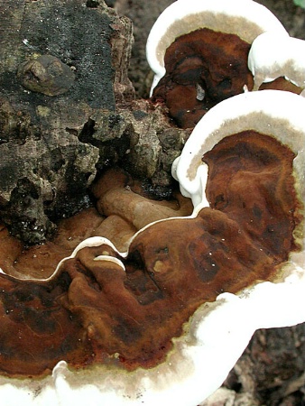 Foamy Fungus