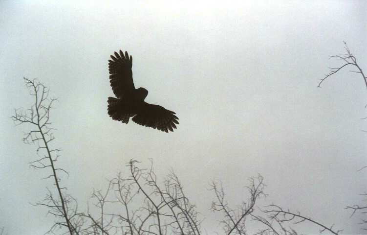 Owl in Flight