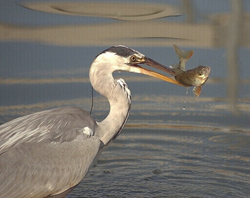 Heron with perch