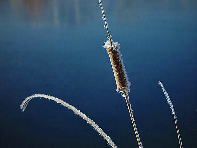 Frosty Cattail