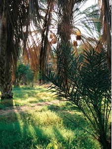 Date Plantation in the Sahara