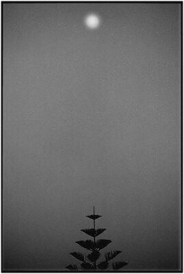 The moon... and a tree