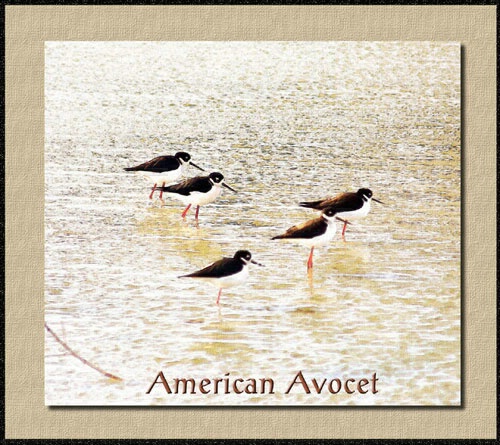 American Avocet