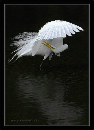 Great Egret Preening