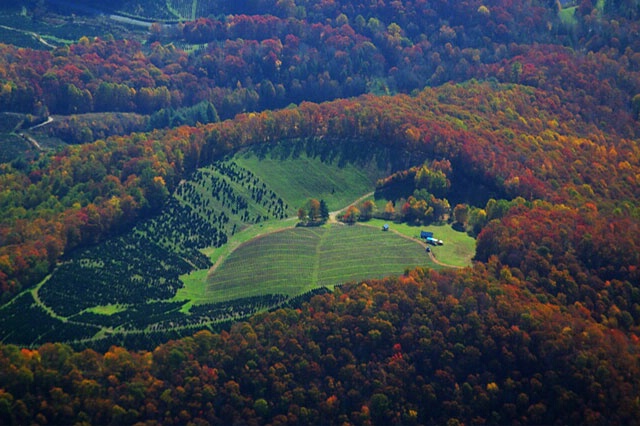 Christmas Tree Farm