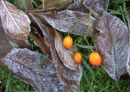 Frozen leaves with berries