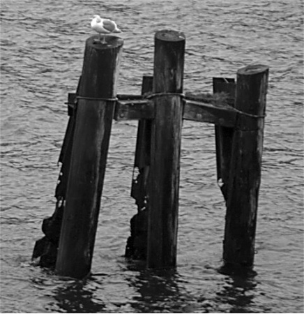 Gull on a log.