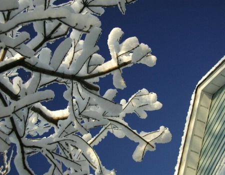 Big Wet Snowfall