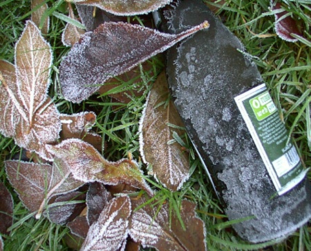 Frozen leaves with bottle