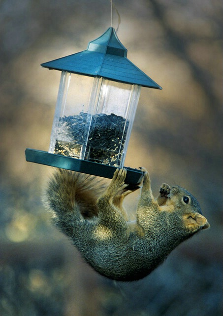 Strange Bird At the Feeder