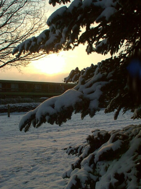 Tree with snow and the sun