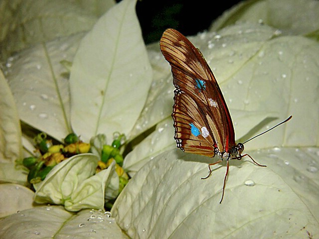 A Christmas Butterfly