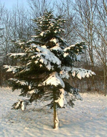 Tree with snow