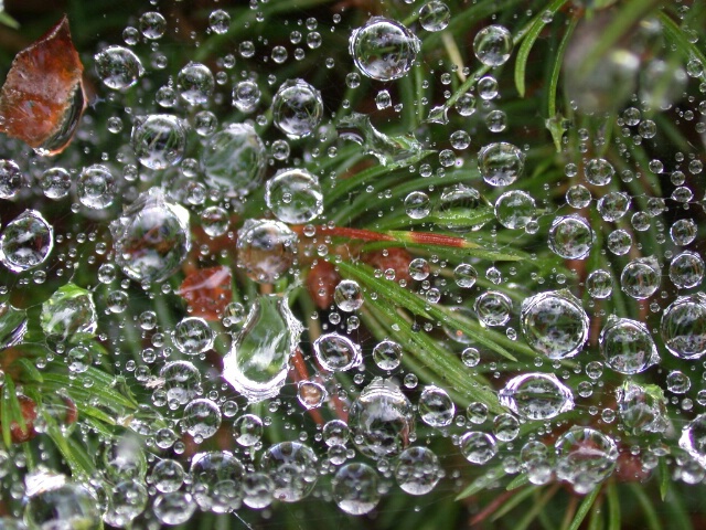 Spiderweb after a rainfall.