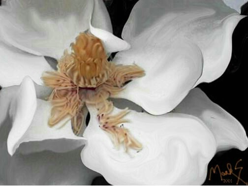 ole Magnolia revisited