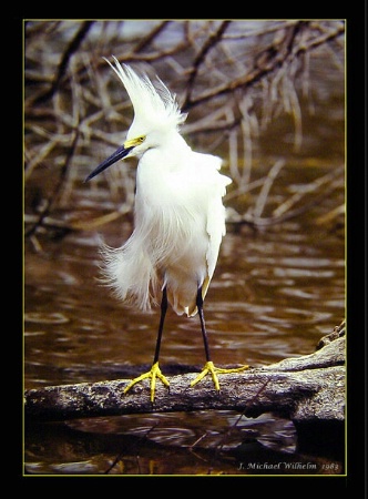 Snowy Egret No. 2