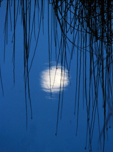 Moon In The Reeds