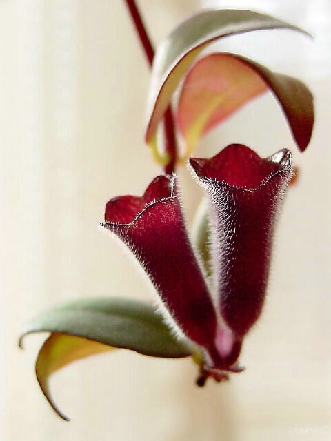 lipstick plant flowers