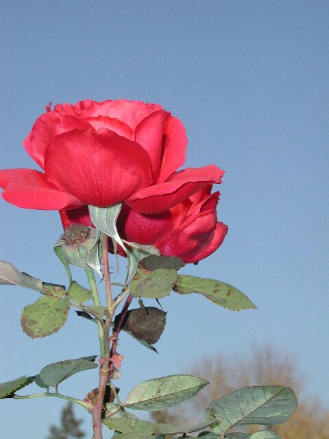 December Rose