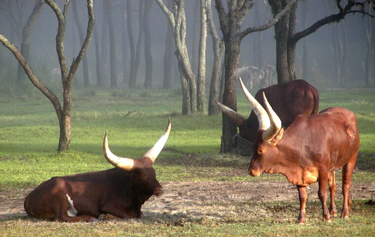 Ankole cattle in the morning mist