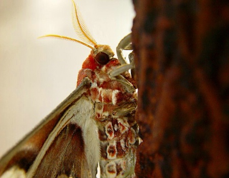 Atlas Moth In Closeup