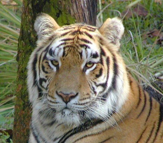 Tiger, tiger