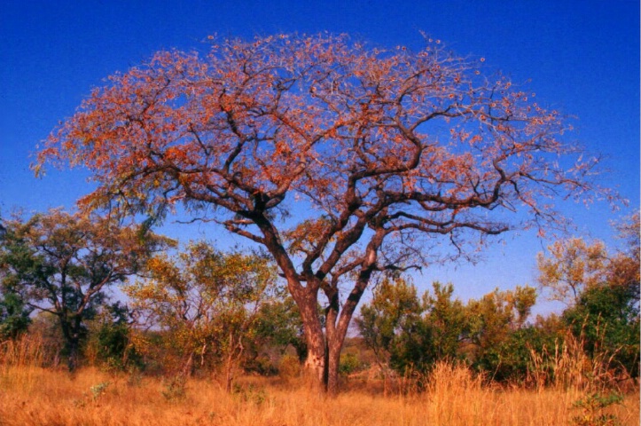 An African Tree
