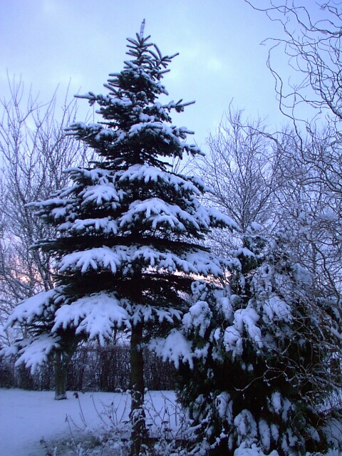 Tree with snow