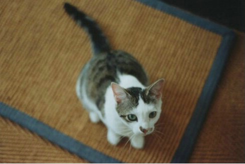 Kitty on a mat