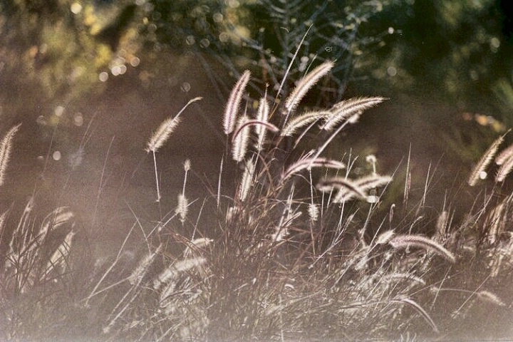 Fountain Grass #1