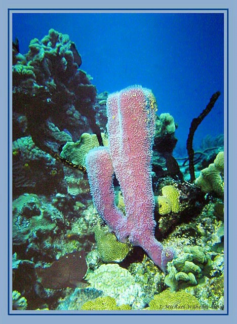 Cozumel, Palencar Reef