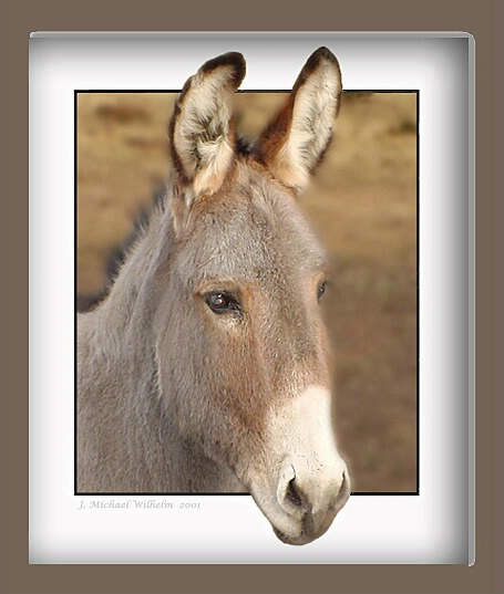 Donkey No.2