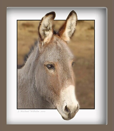 Donkey No.2