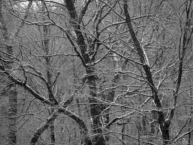 Branches in snow storm