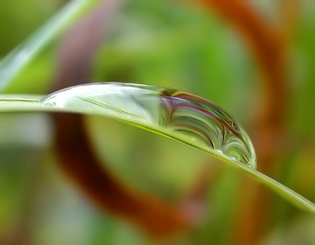 Autumn Droplet