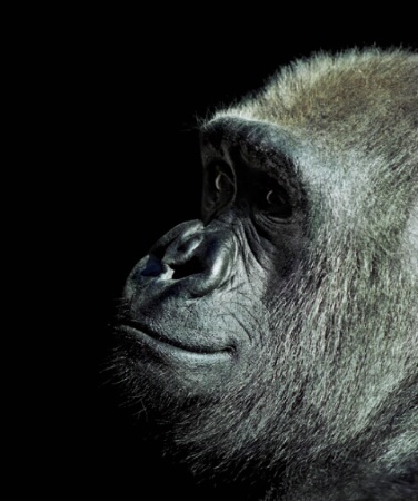 Gorilla Portrait