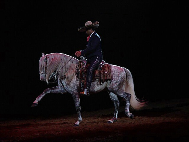 Struting At The National Western Stock Show