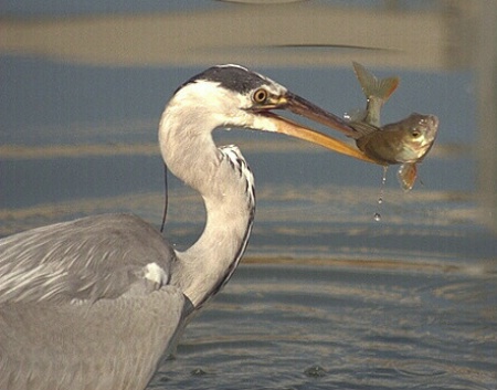 Heron with Perch