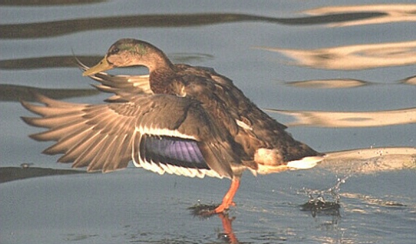 Landing duck